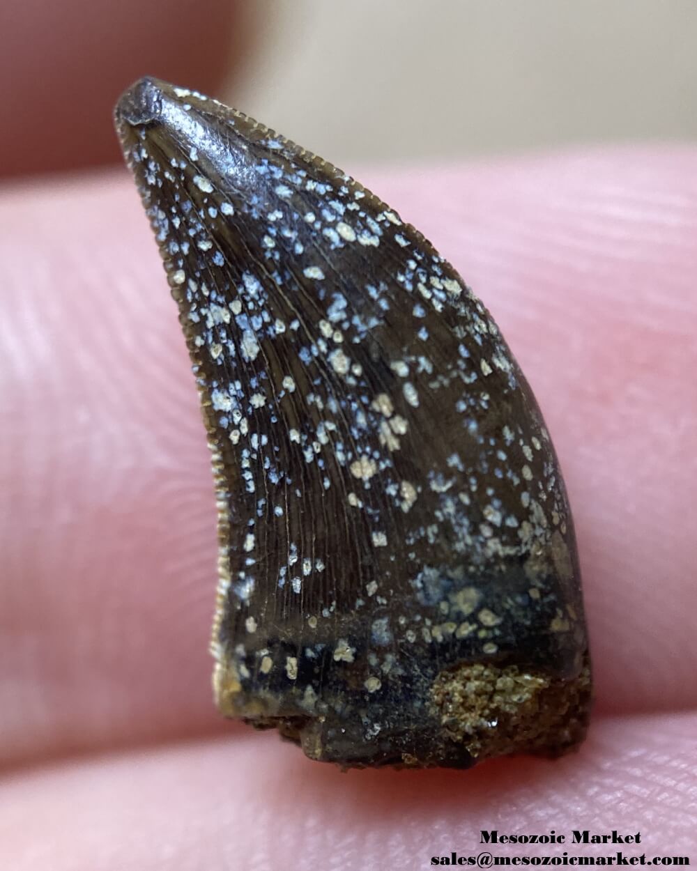 An image of a fossilized tooth from a Nanotyrannus dinosaur.