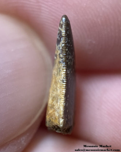 An image of the distal side of a fossilized tooth from a Nanotyrannus dinosaur.