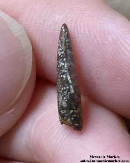 An image of the mesial side of a fossilized tooth from a Nanotyrannus dinosaur.