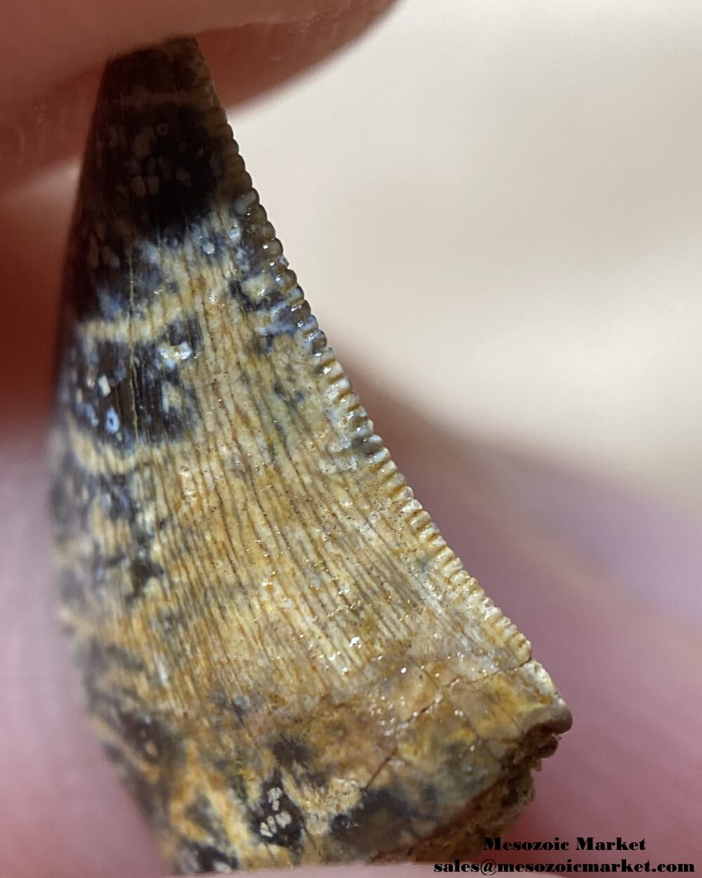 An image of a closeup view of the distal serrations of a fossilized tooth from a Nanotyrannus dinosaur.