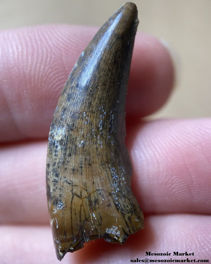 An image of a fossilized tooth from a Nanotyrannus dinosaur.