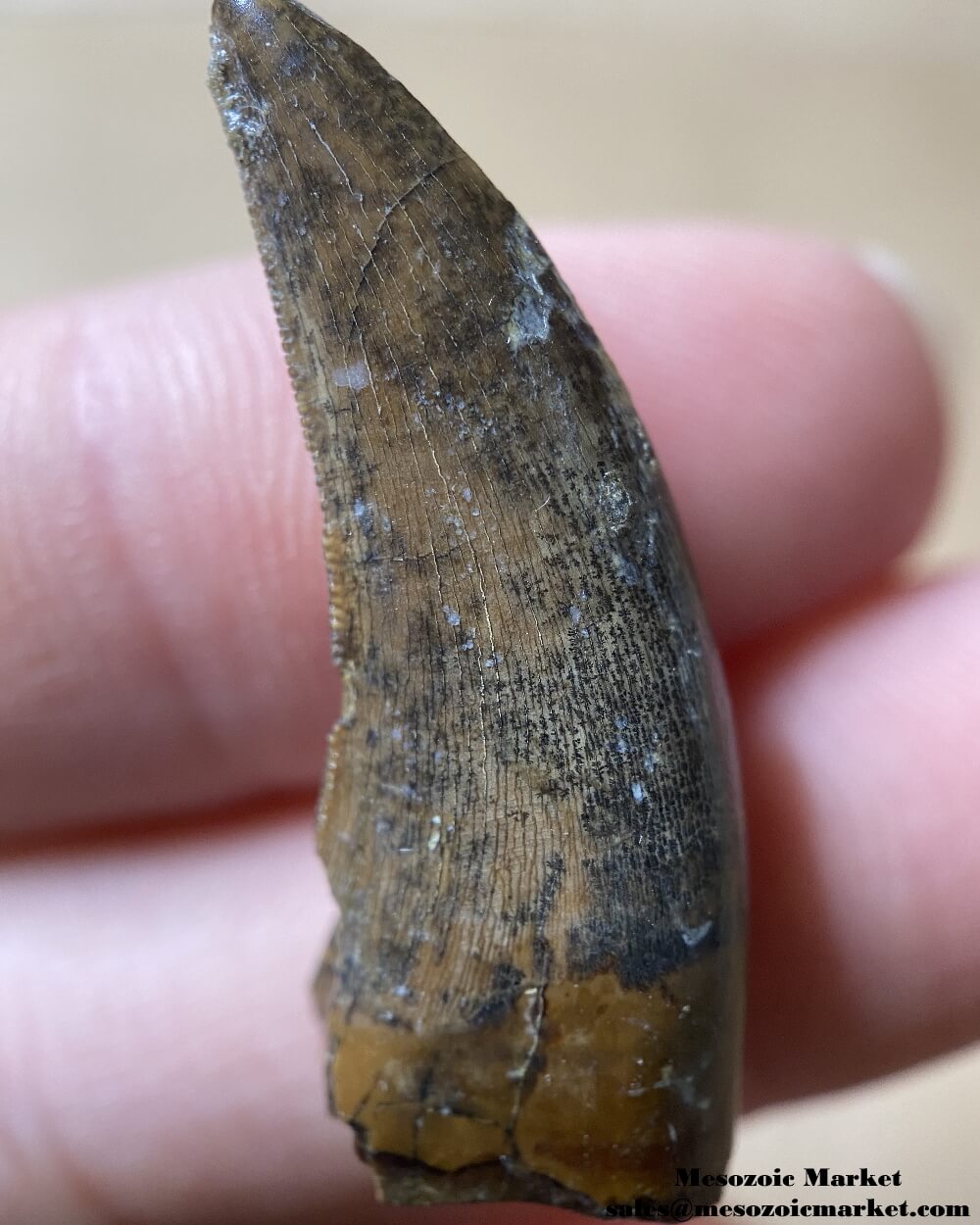 An image of a fossilized tooth from a Nanotyrannus dinosaur.