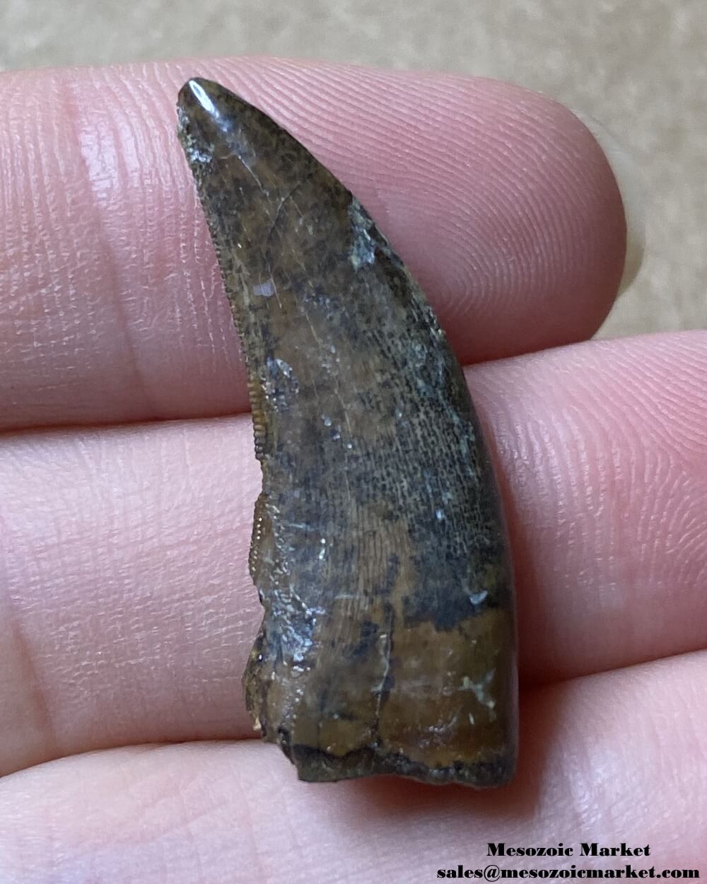 An image of a fossilized tooth from a Nanotyrannus dinosaur.