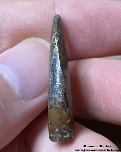 An image of the mesial twist of a fossilized tooth from a Nanotyrannus dinosaur.