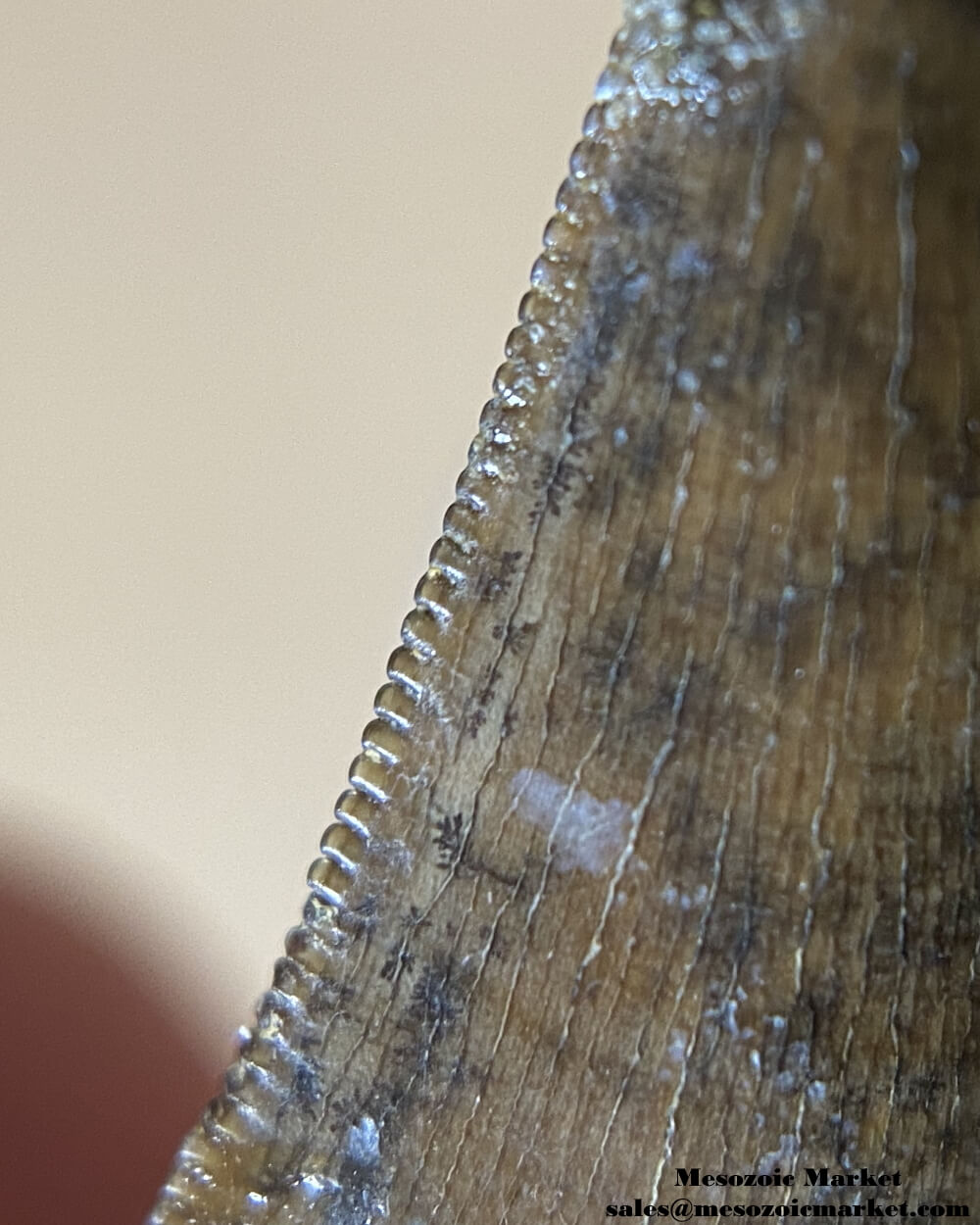 An image of a closeup view of the distal serrations of a fossilized tooth from a Nanotyrannus dinosaur.