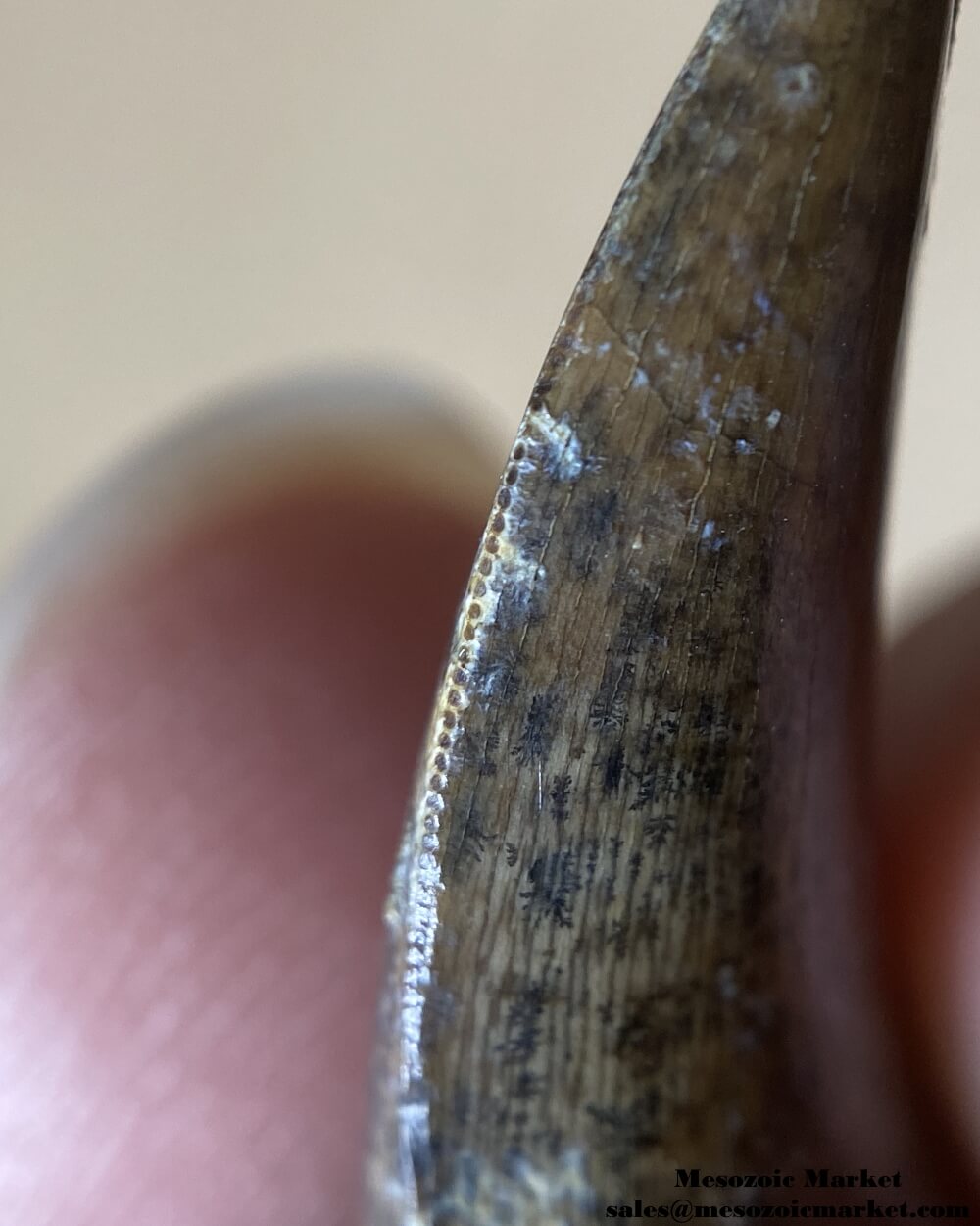 An image of a closeup view of the mesial serrations of a fossilized tooth from a Nanotyrannus dinosaur.