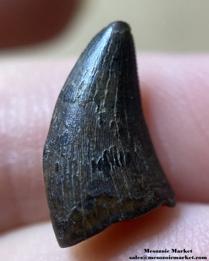 An image of the worn side of a fossilized tooth from a Nanotyrannus dinosaur.