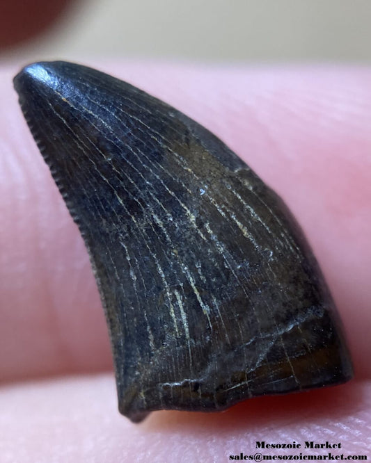 An image of a fossilized tooth from a Nanotyrannus dinosaur.