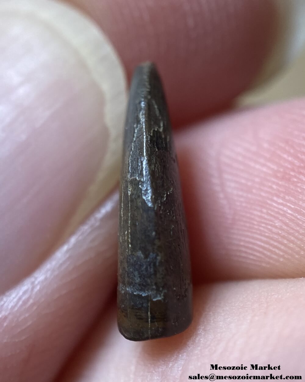 An image of a closeup view of the mesial side of a fossilized tooth from a Nanotyrannus dinosaur.