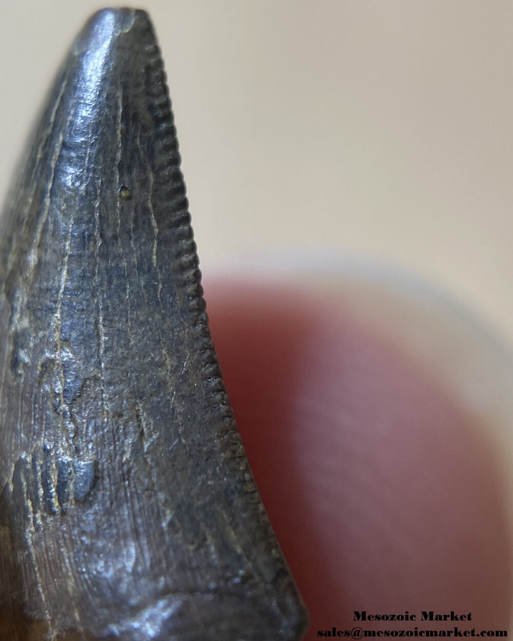 An image of a closeup view of the distal serrations of a fossilized tooth from a Nanotyrannus dinosaur.