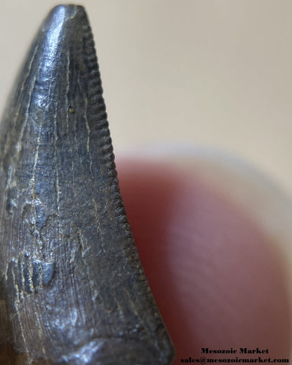 An image of a closeup view of the distal serrations of a fossilized tooth from a Nanotyrannus dinosaur.