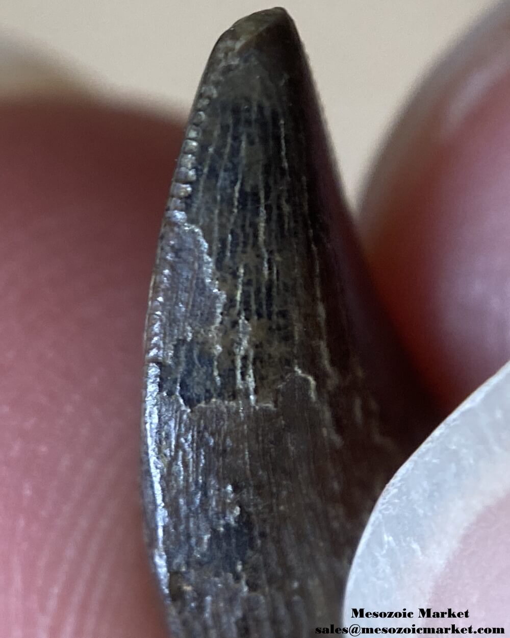 An image of a closeup view of the mesial serrations of a fossilized tooth from a Nanotyrannus dinosaur.