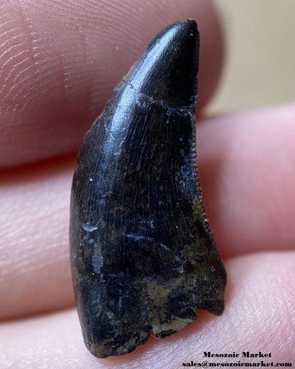 An image of a fossilized tooth from a Nanotyrannus dinosaur.