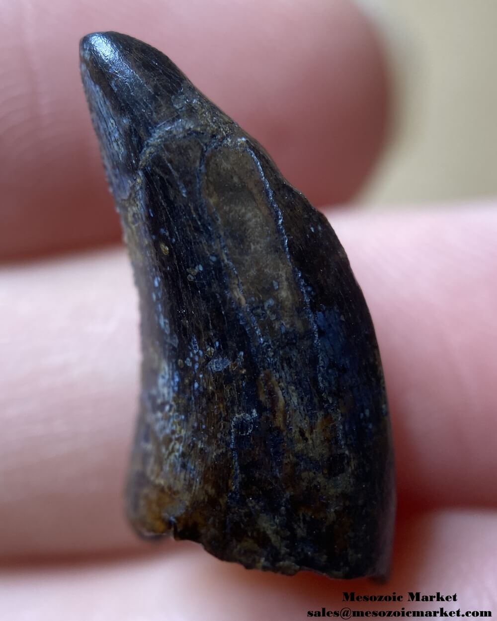 An image of a fossilized tooth from a Nanotyrannus dinosaur.