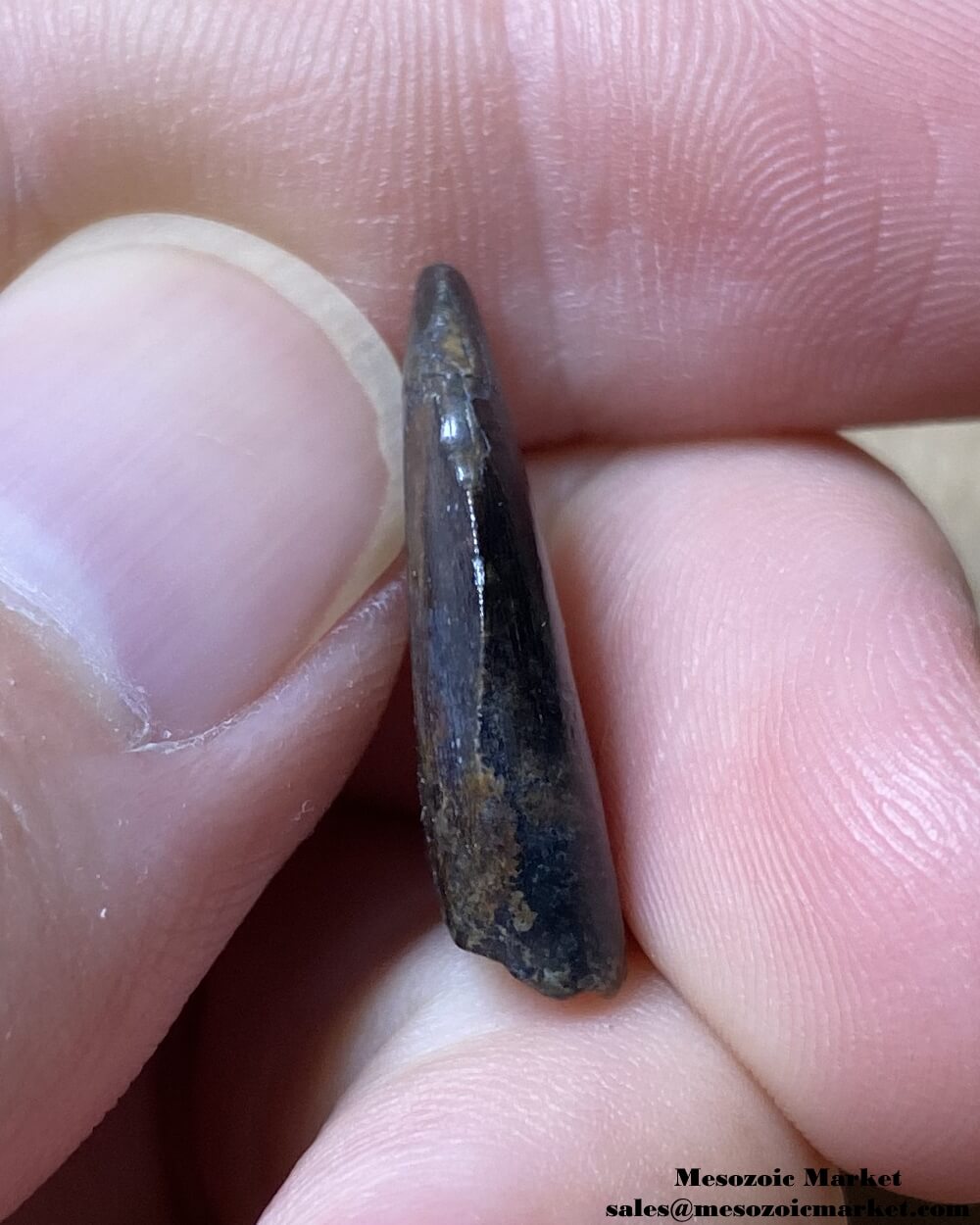 An image of the mesial side of a fossilized tooth from a Nanotyrannus dinosaur.