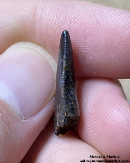 An image of the distal side of a fossilized tooth from a Nanotyrannus dinosaur.