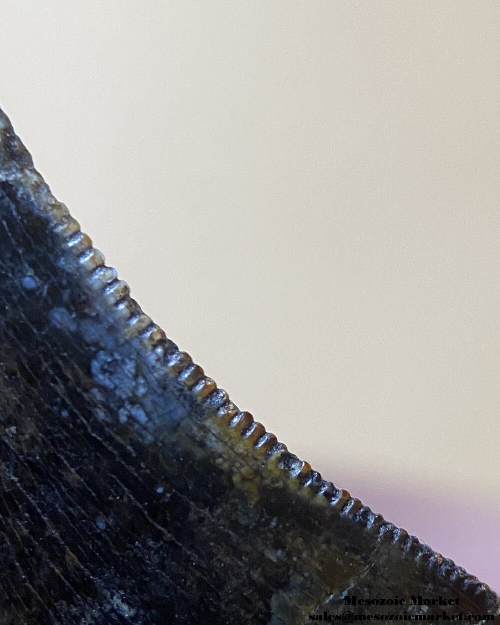 An image of a closeup view of the distal serrations of a fossilized tooth from a Nanotyrannus dinosaur.