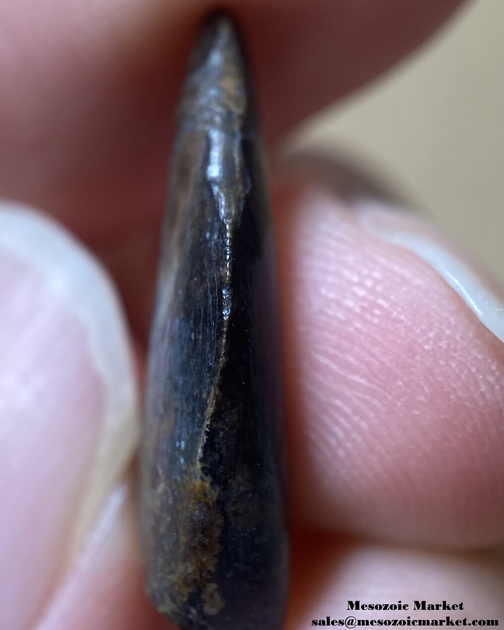 An image of a closeup view of the mesial twist of a fossilized tooth from a Nanotyrannus dinosaur.