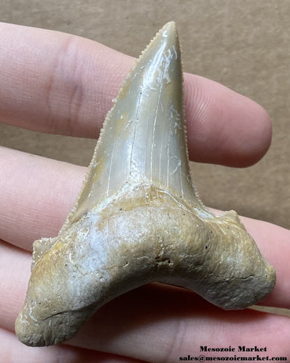 Fossilized shark tooth from an Otodus sokolovi. #MAR08792-1