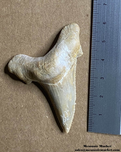 Fossilized shark tooth from an Otodus sokolovi. #MAR08792-6