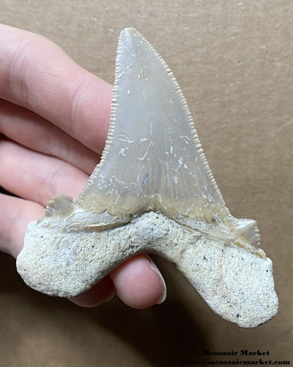 Otodus sokolovi 2.59" #MAR22719 - Samlat Formation