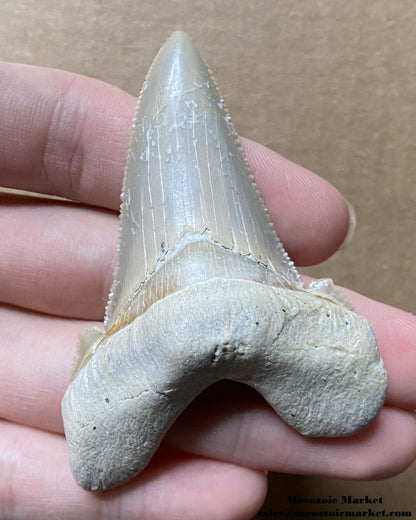 Fossilized shark tooth from an Otodus sokolovi. #MAR42950-1