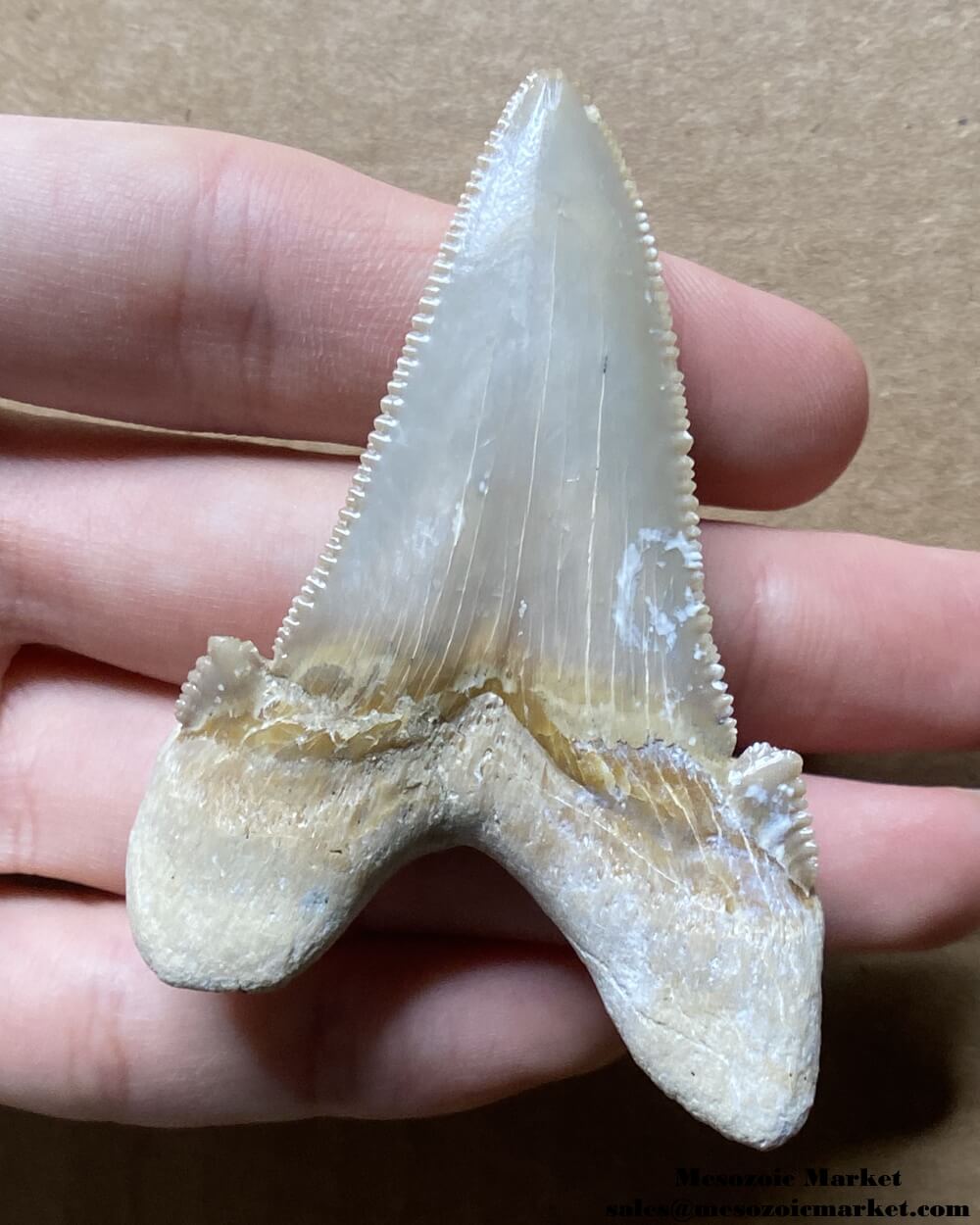 Fossilized shark tooth from an Otodus sokolovi. #MAR42950-2