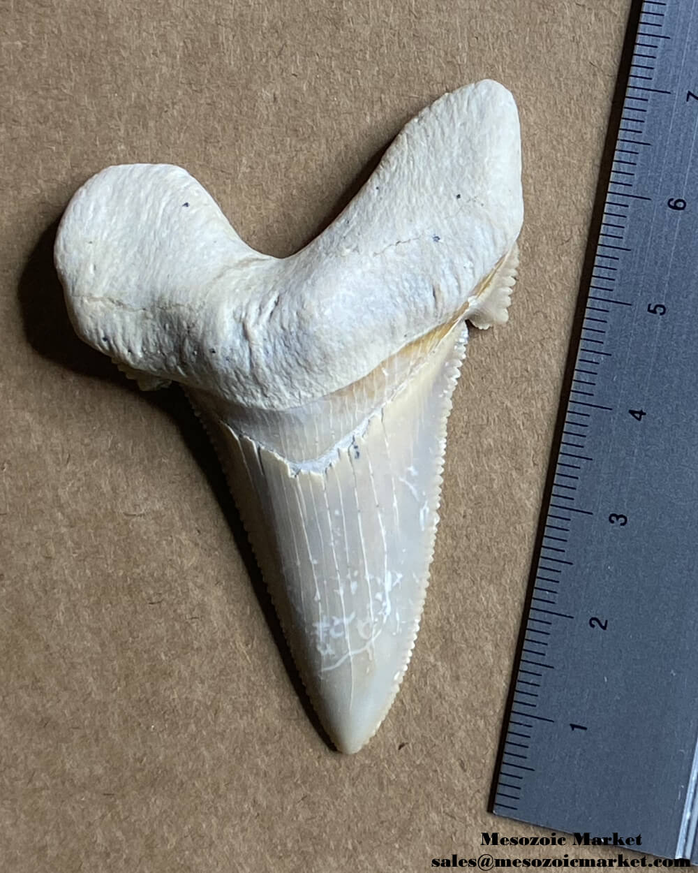 Fossilized shark tooth from an Otodus sokolovi. #MAR42950-5