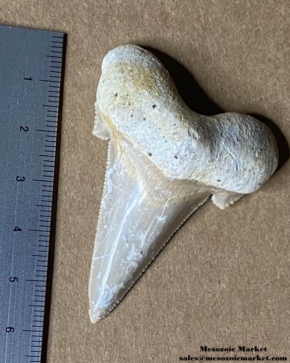 Fossilized shark tooth from an Otodus sokolovi. #MAR45296-5