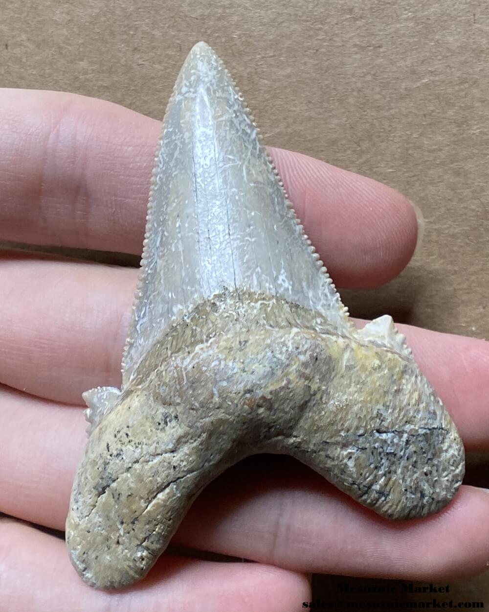 Fossilized shark tooth from an Otodus sokolovi. #MAR47920-1