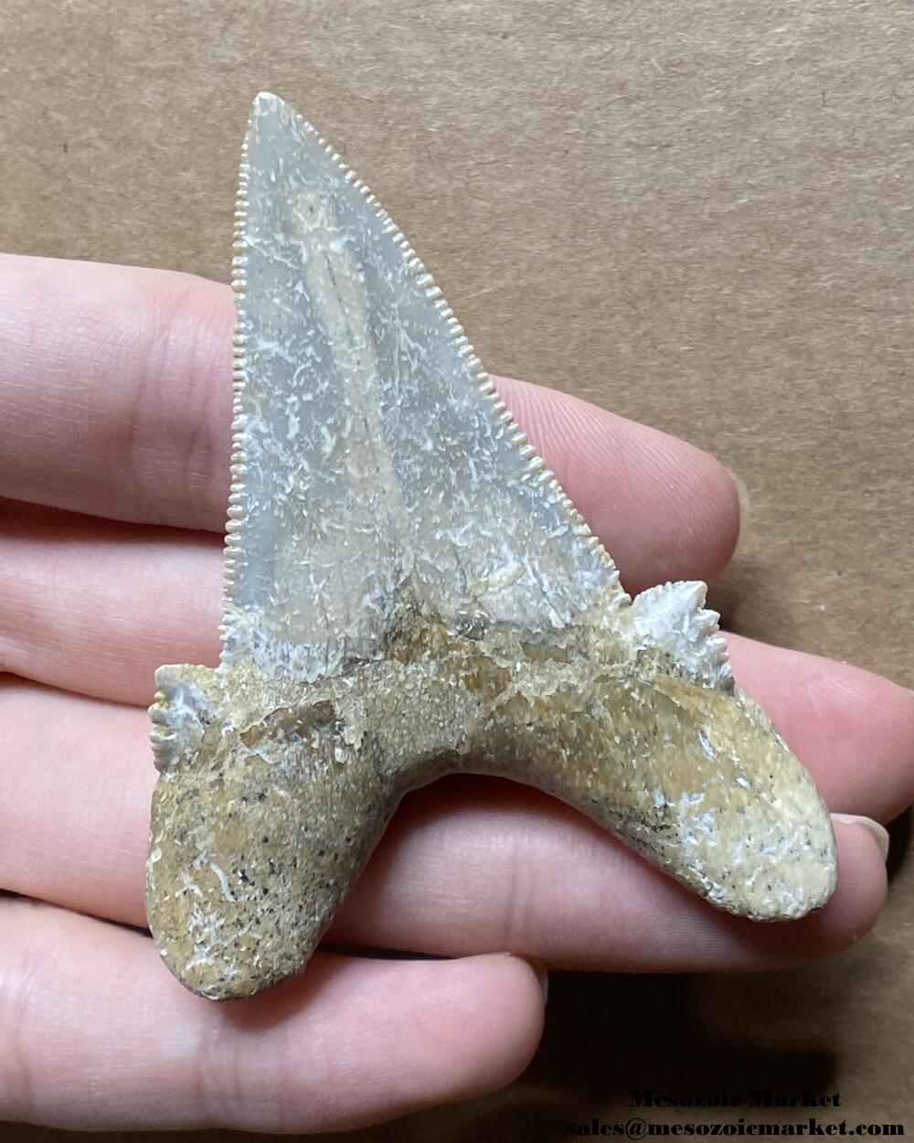 Fossilized shark tooth from an Otodus sokolovi. #MAR47920-2