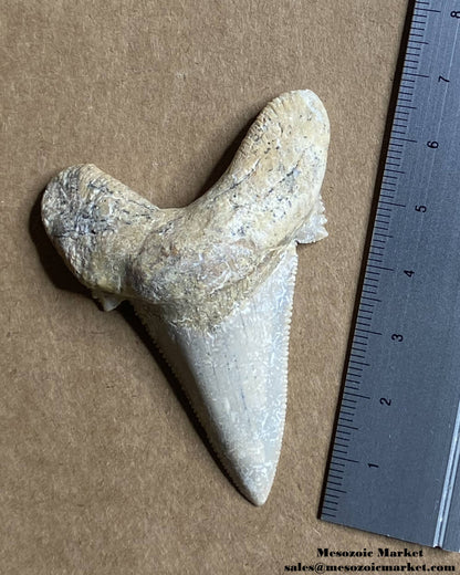 Fossilized shark tooth from an Otodus sokolovi. #MAR47920-5