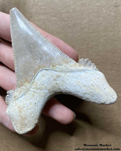 Fossilized shark tooth from an Otodus sokolovi. #MAR50203-2