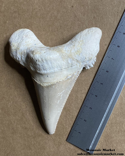 Fossilized shark tooth from an Otodus sokolovi. #MAR50203-5