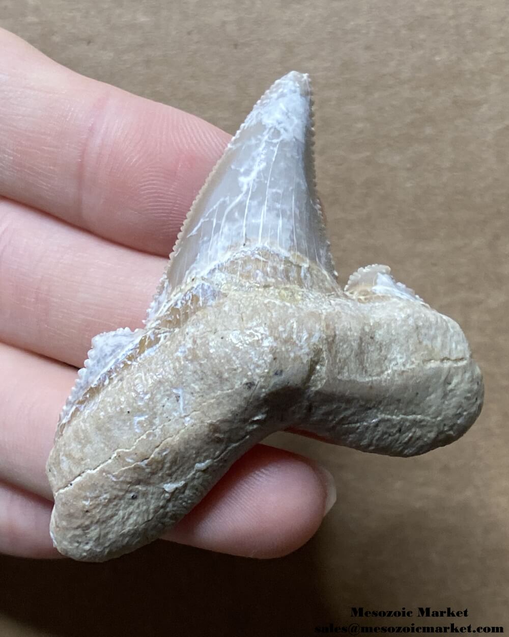 Fossilized shark tooth from an Otodus sokolovi. #MAR52348-1