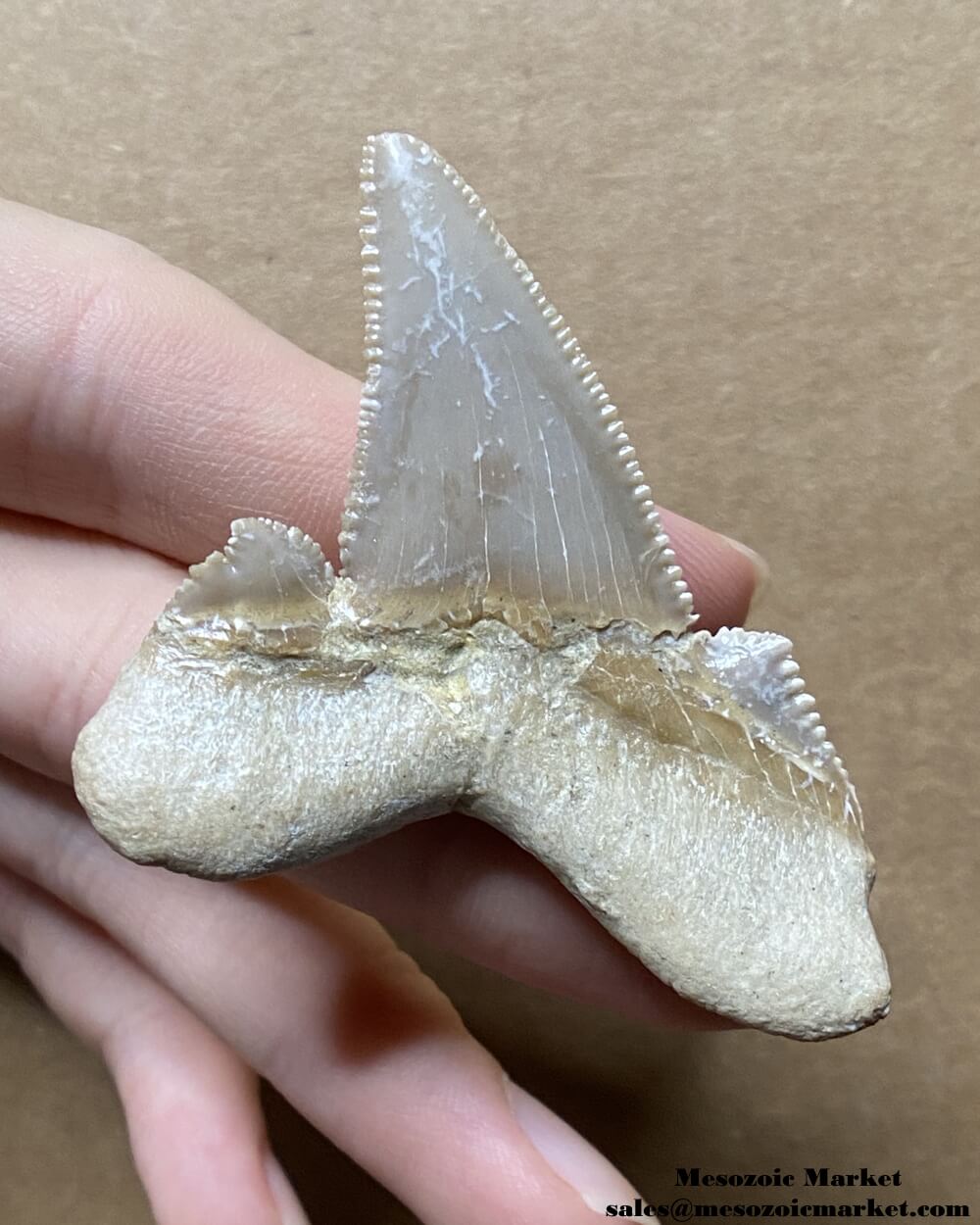 Fossilized shark tooth from an Otodus sokolovi. #MAR52348-2