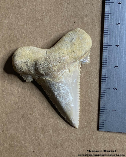 Fossilized shark tooth from an Otodus sokolovi. #MAR88335-5