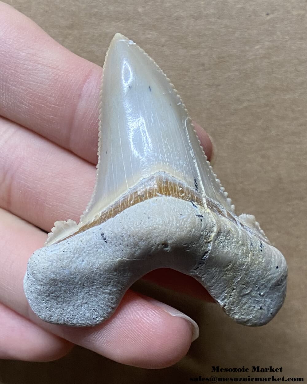 Fossilized shark tooth from an Otodus sokolovi. #MAR93136-1