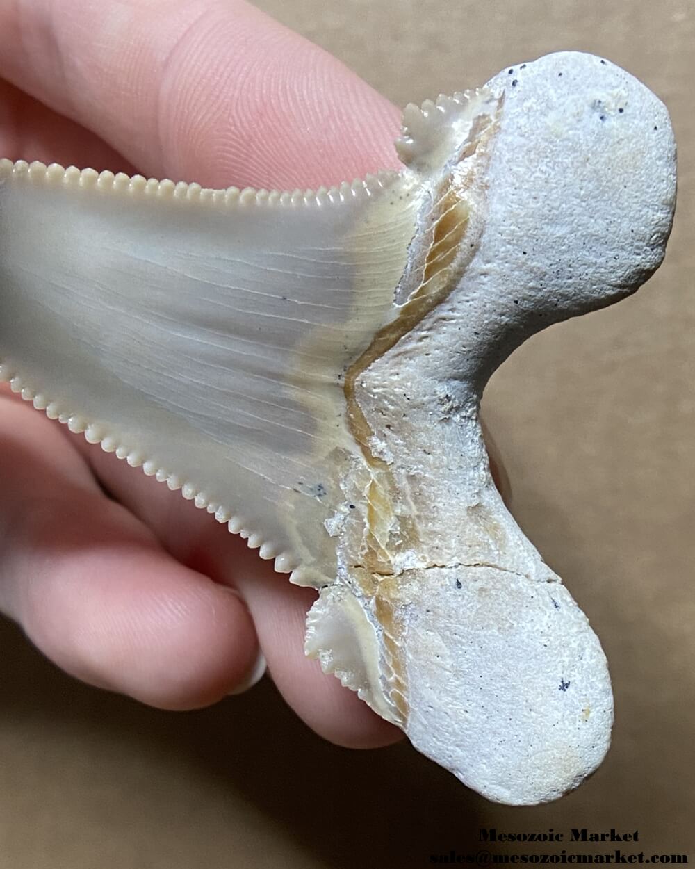 Fossilized shark tooth from an Otodus sokolovi. #MAR93136-4