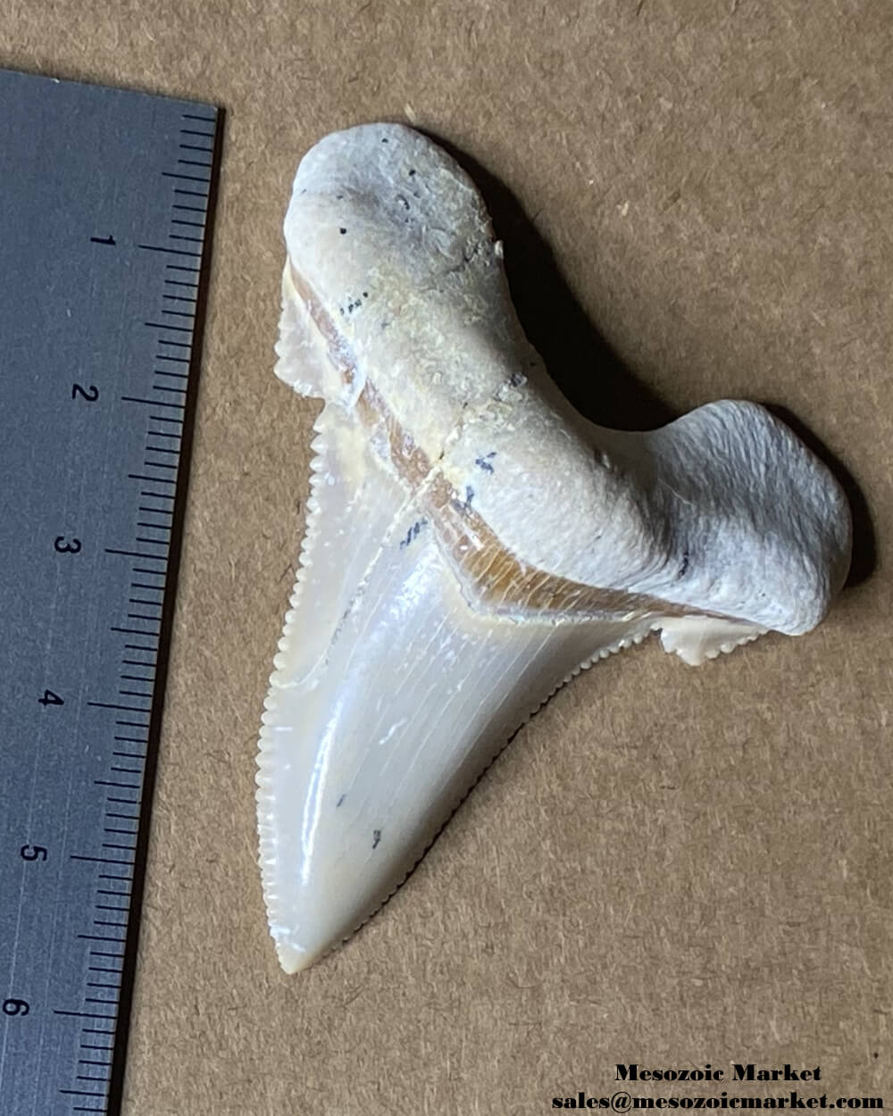 Fossilized shark tooth from an Otodus sokolovi. #MAR93136-5