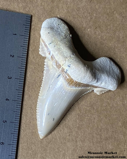 Fossilized shark tooth from an Otodus sokolovi. #MAR93136-5