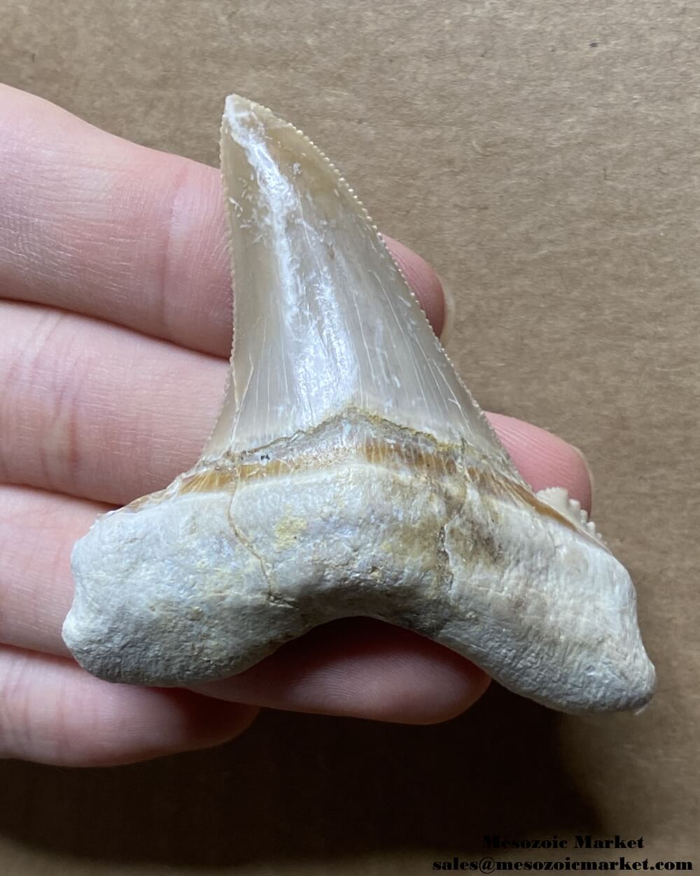 Fossilized shark tooth from an Otodus sokolovi. #MAR98774-1