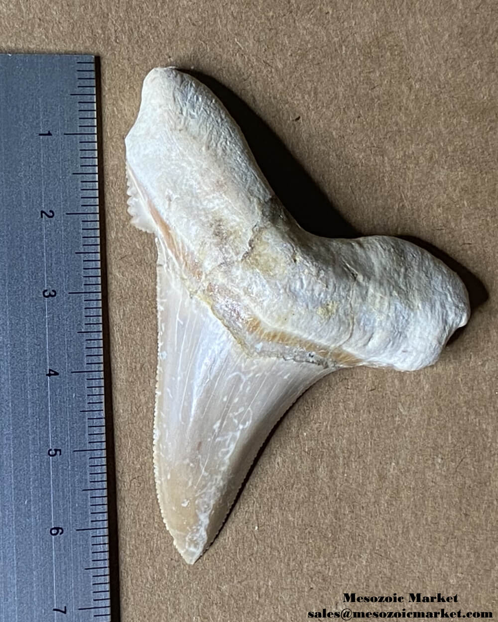 Fossilized shark tooth from an Otodus sokolovi. #MAR98774-5