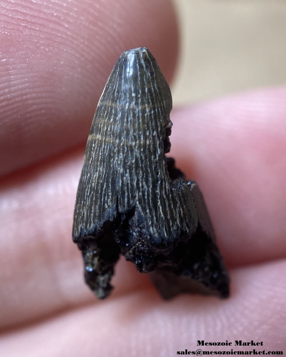 An image of a fossilized tooth from an extinct planocraniid land crocodile.