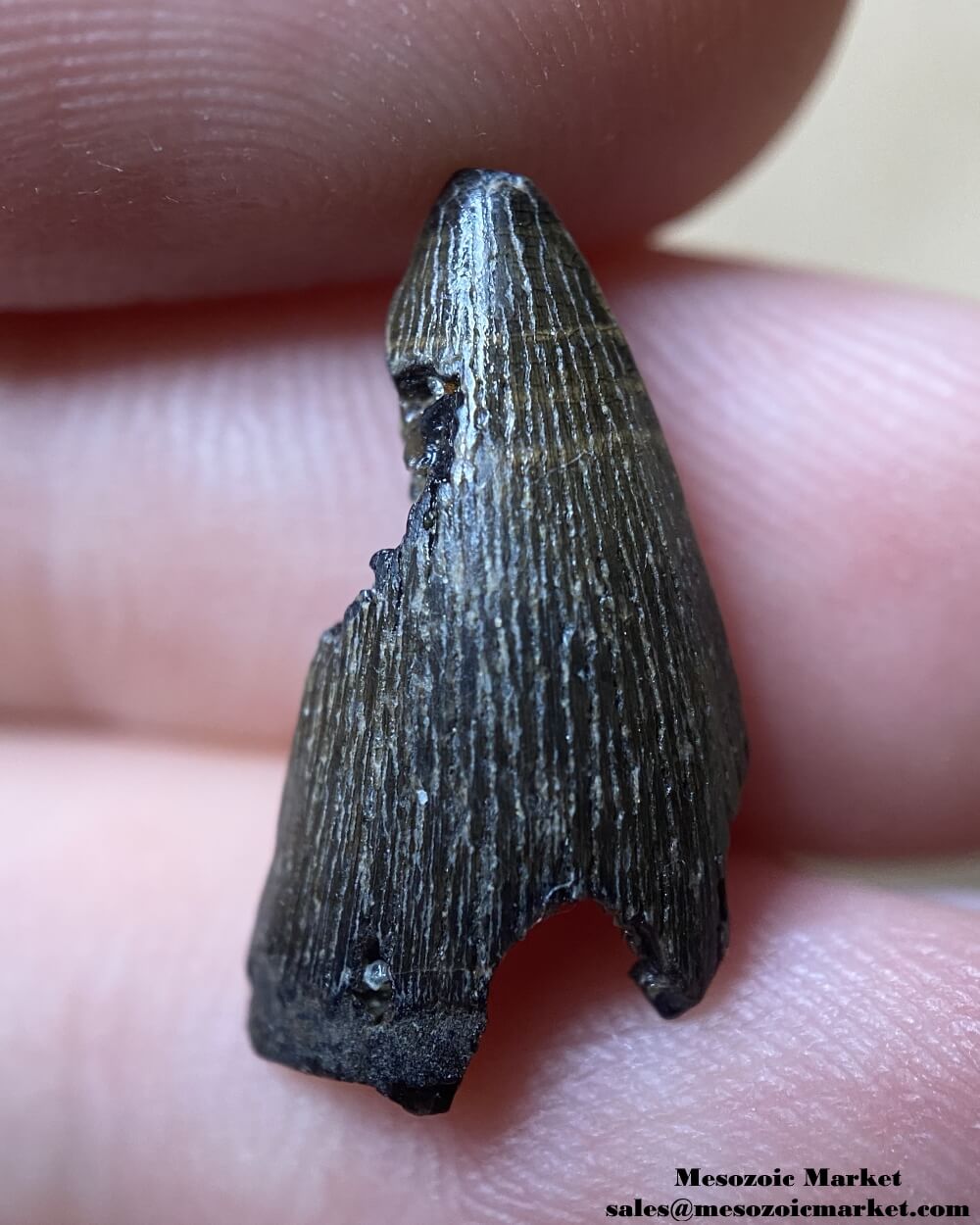 An image of a fossilized tooth from an extinct planocraniid land crocodile.