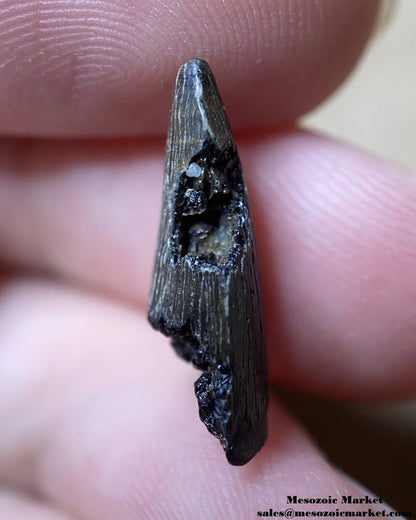 An image of the mesial side of a fossilized tooth from an extinct planocraniid land crocodile.