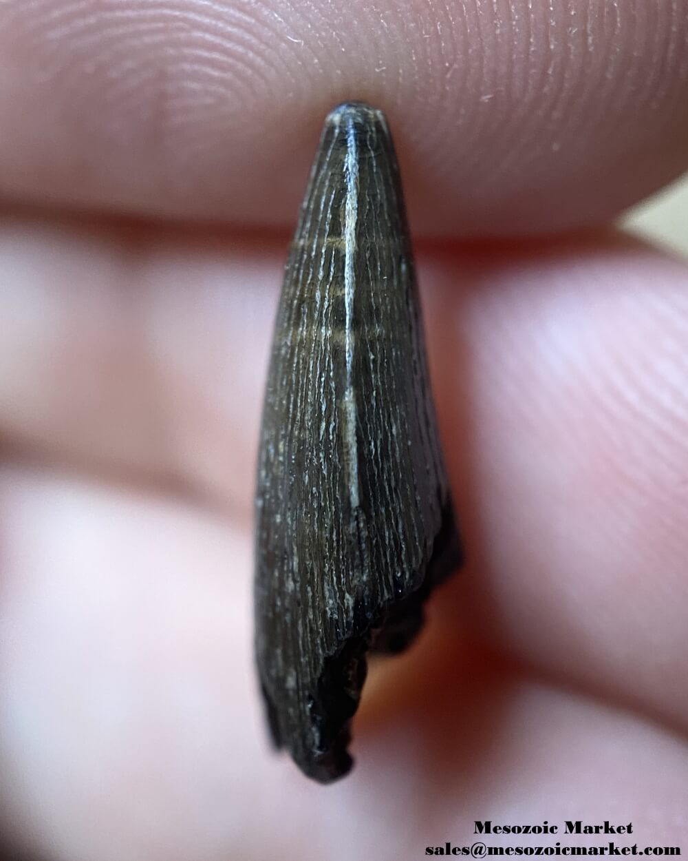 An image of the distal side of a fossilized tooth from an extinct planocraniid land crocodile.