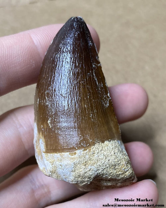 An image of a fossilized tooth from a marine reptile or mosasaur.