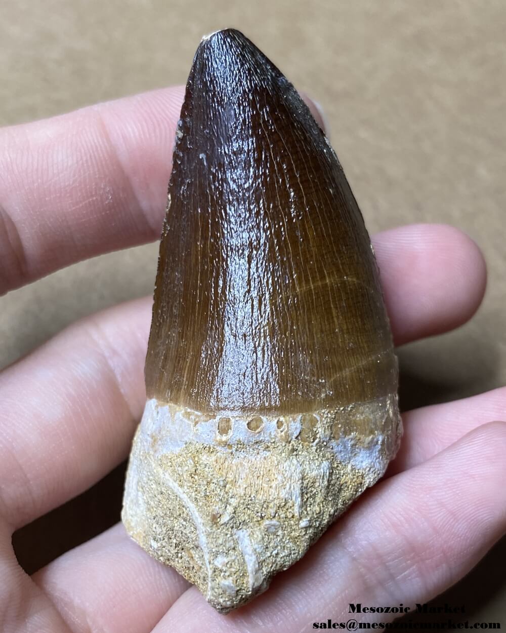 An image of a fossilized tooth from a marine reptile or mosasaur.