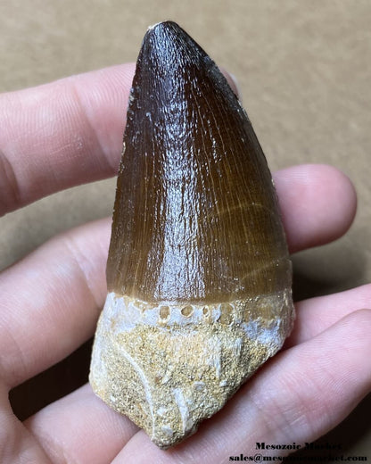 An image of a fossilized tooth from a marine reptile or mosasaur.